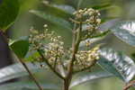 Shining sumac